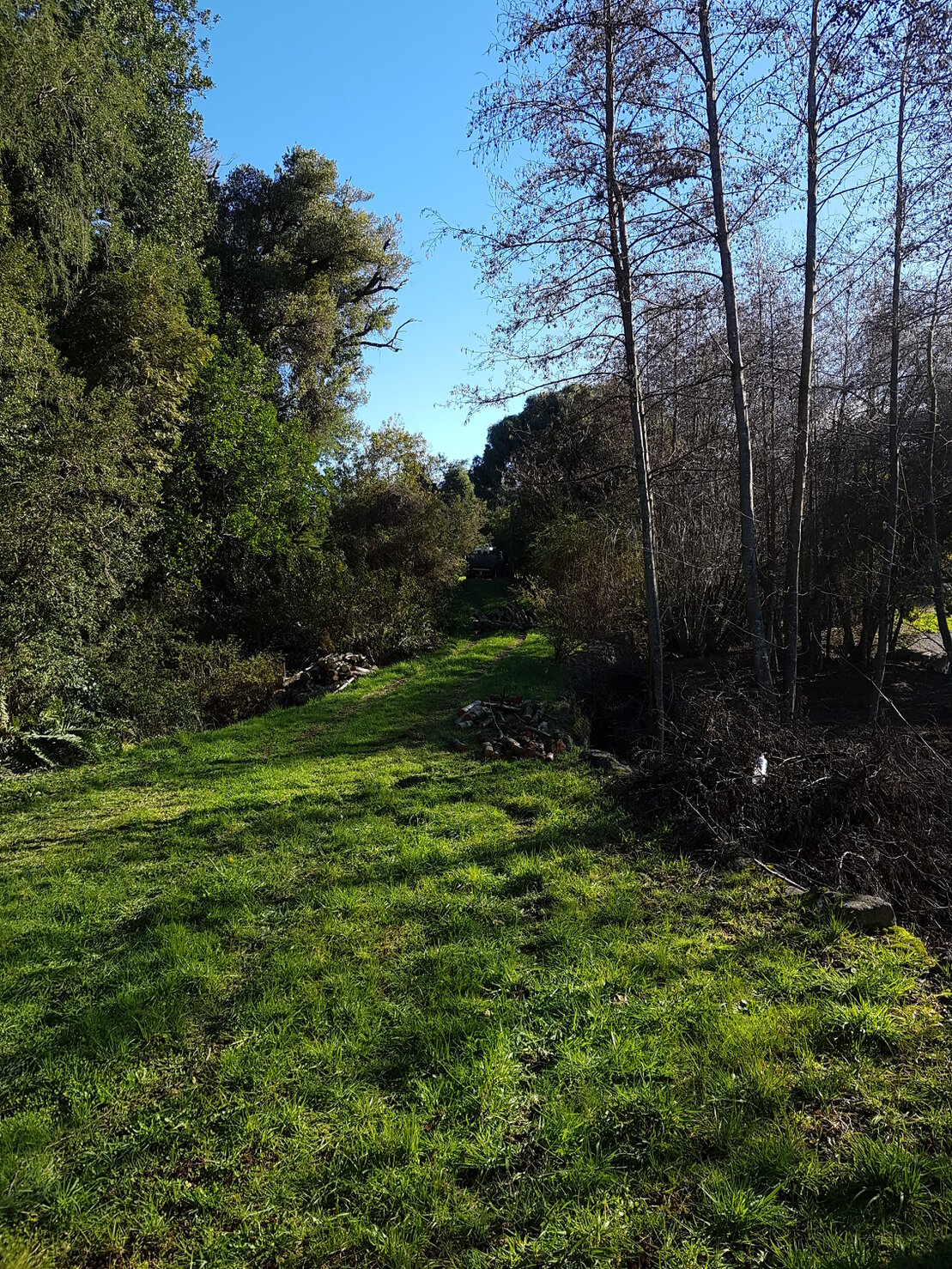 Vielfältiger Waldgarten mit Sträuchern und Bäumen